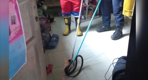Ngeri!!! Ada Ular Cobra di Kamar Warga Kelurahan Melayu, Untung.....