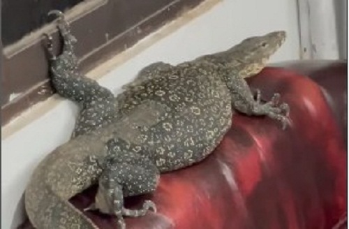 Hanya Ada di Barito Utara, Seekor Biawak Ikut 'Ngantor'