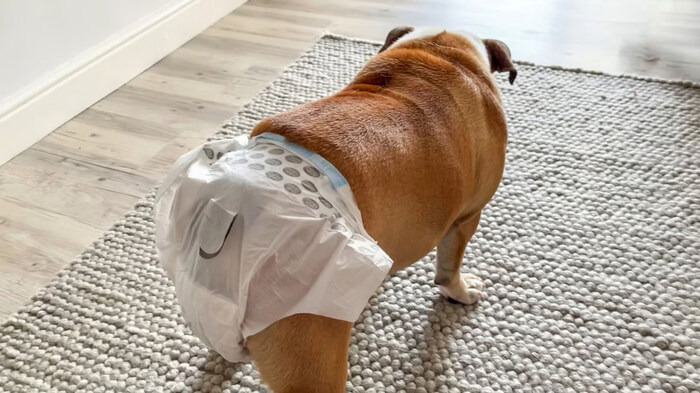 Tips Menjaga Kebersihan Rumah Saat Anjing Menstruasi