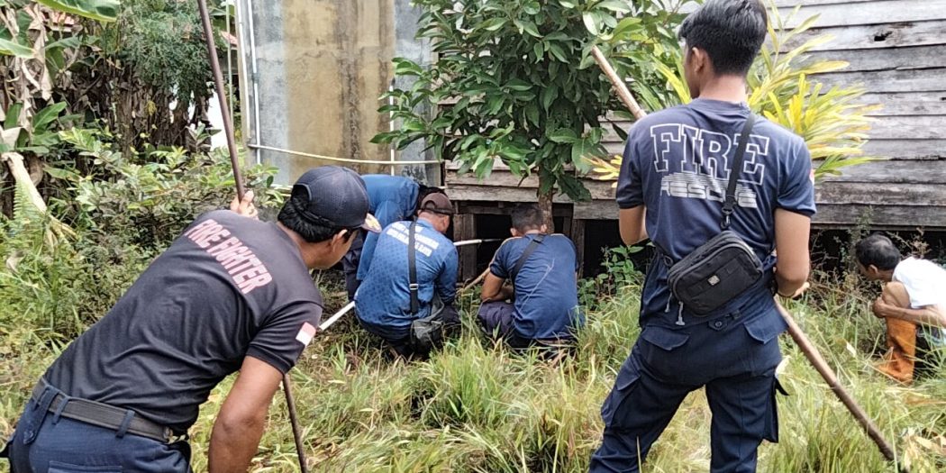 King Cobra Masuk Permukiman, Tim Rescue 112 Bergerak Cepat