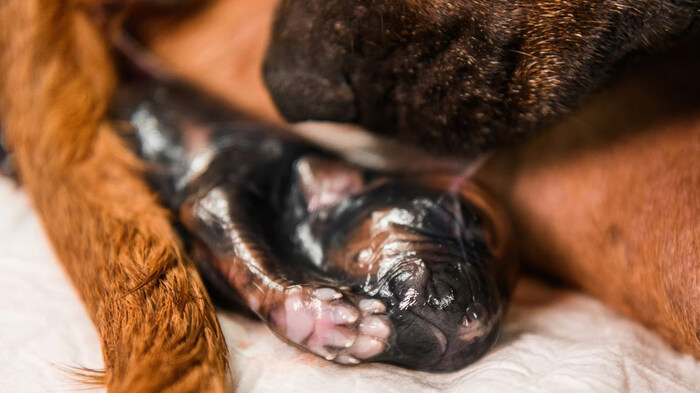 Kenali Sejak Dini Tanda-Tanda Anjing Akan Melahirkan!