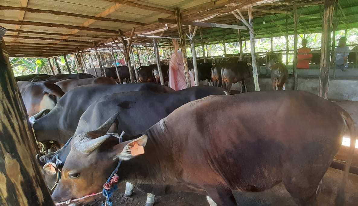 Jelang Iduladha, Pemko Palangka Raya Jamin Kesehatan Hewan Kurban