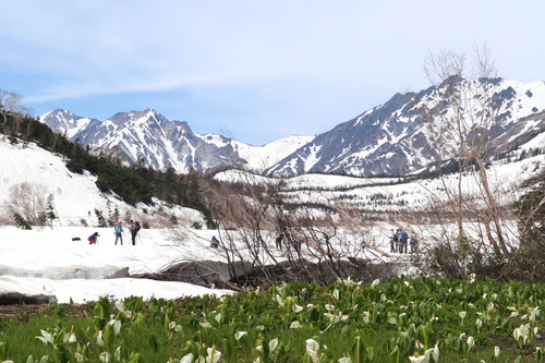 Desa Otari di Nagano “Taman Alam Tsugaike” Dibuka pada 7 Juni — Salju yang datang terlambat dan Pemandangan Pegunungan Alpen Utara Menunggu