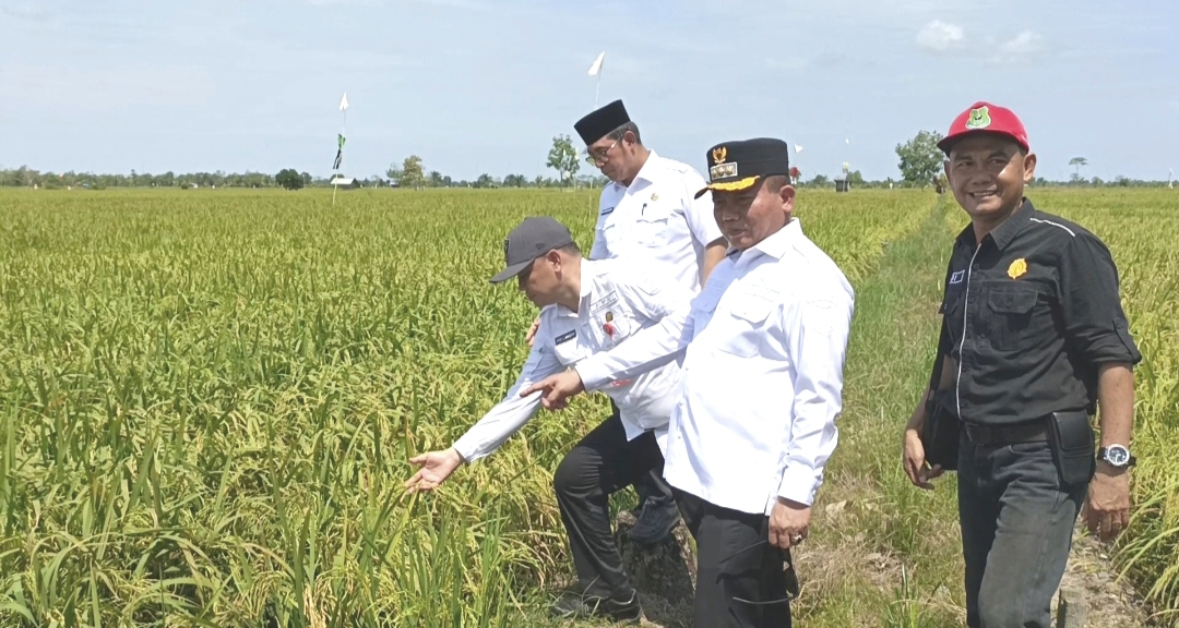 Bupati Kapuas Tinjau Persiapan Panen Raya Gubernur Kalteng di Desa Terusan