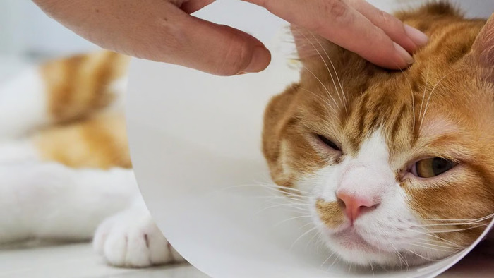 Tips Menghindari Kucing Sakit agar Tetap Aktif dan Bahagia