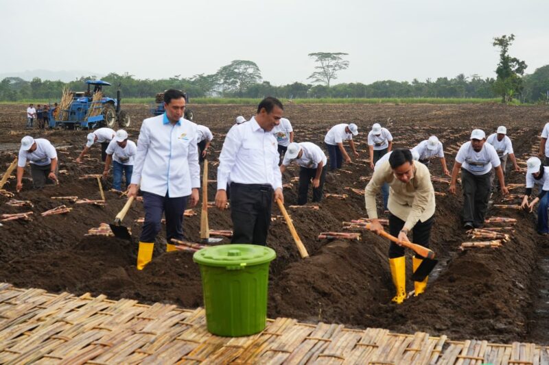 Wapres Gibran Tinjau Panen Raya Tebu dan Program Swasembada Gula di Kebun Jolondoro Banyuwangi