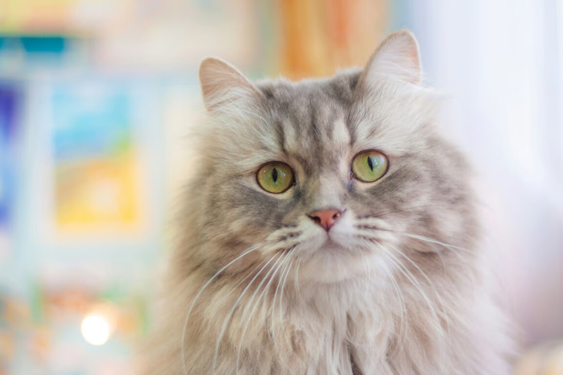 Manfaat Fish Oil Untuk Kesehatan Bulu Kucing