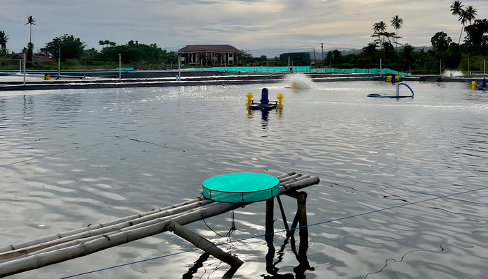 Membangun Masa Depan Akuakultur Berkelanjutan: Perjalanan Aquarev dan Para Petambak Kecil di Indonesia