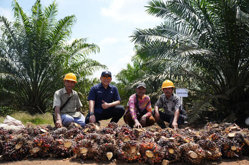 Panen Perdana Sawit PalmCo Tembus 2,5 Tahun, TM1 Bisa 18 Ton?