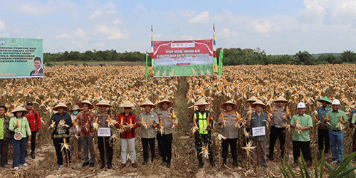 Dorong Kedaulatan Pangan, Pemkab Barito Timur Panen Perdana Jagung Komposit di Desa Telang
