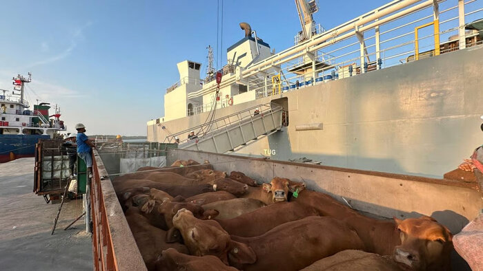 Pelindo Perkuat Ketahanan Pangan Nasional, Bongkar 1.138 Ekor Sapi di Pelabuhan Tanjung Intan