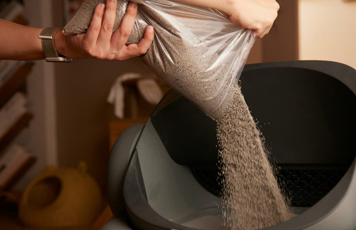 Tips Memilih Jenis Pasir Kucing Anti Bau