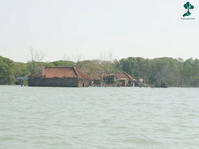 Desa Bedono Tenggelam, Petani Ini Terus Menanam Mangrove untuk Bertahan