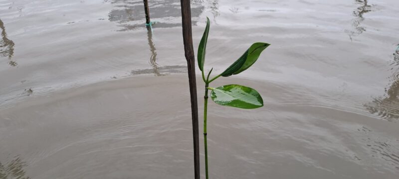 Transisi Musim Kemarau ke Hujan Diwarnai Cuaca Ekstrem, Penanaman Pohon Jadi Mitigasi Nyata
