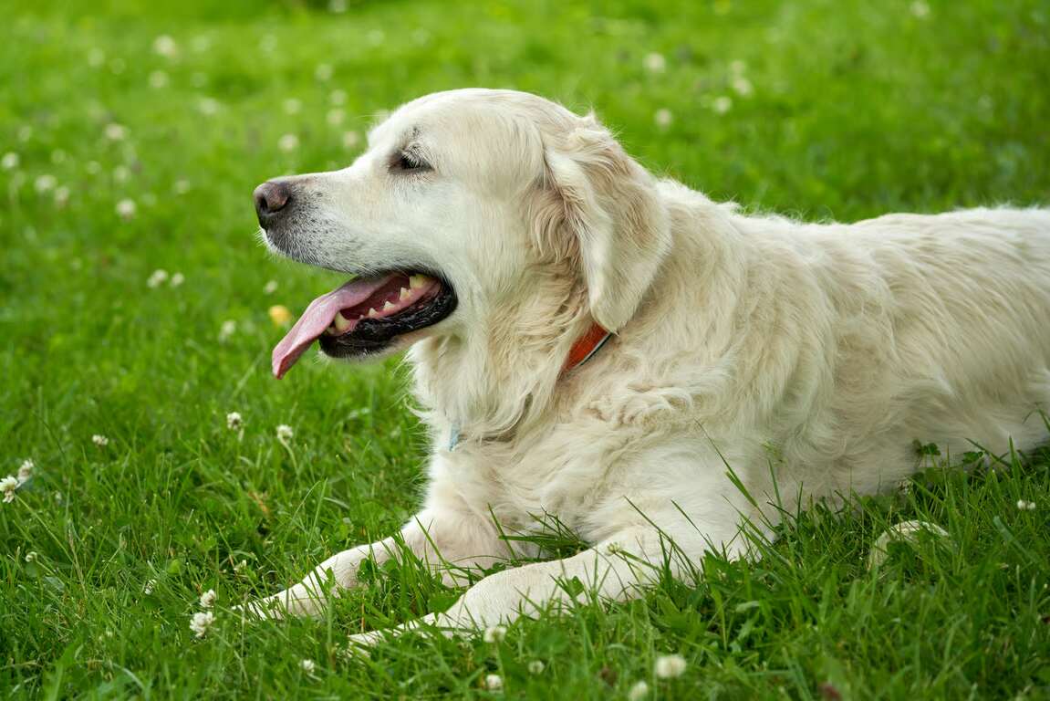 5 Ras Anjing Yang Cocok untuk Jadi Peliharaan