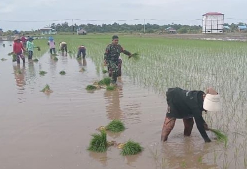 Babinsa Dampingi Petani Katingan Kuala Jelang Musim Tanam