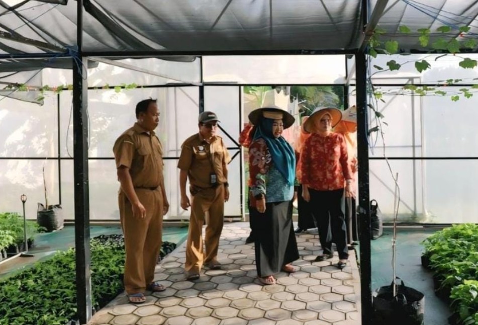 UPT BPPB-TPH Kalteng Optimalkan Screen House untuk Bibit Cabai