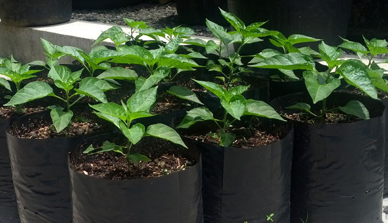 TP-PKK Katingan Kembangkan Kebun Polibag Gantung