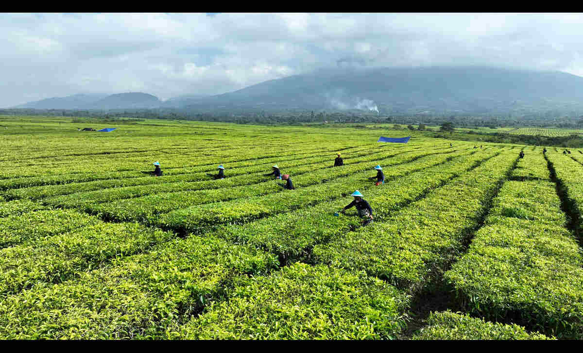 Ini Tanggapan PTPN IV Regional II soal Konversi Kebun Teh di Kabupaten Simalungun