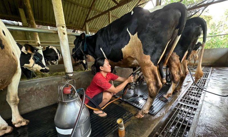Hilirisasi dalam Program Sapi Perah Perlu Dipersiapkan Sejak Awal
