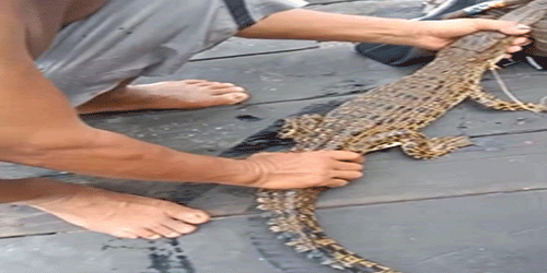 Warga Samuda Kaget, Kail Pancing di Sungai Mentaya Terjerat Anak Buaya