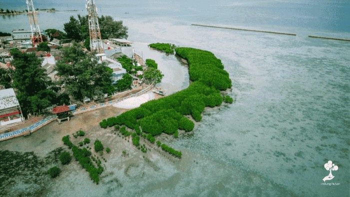 Pulau Pramuka: Lokasi Strategis untuk Penanaman Mangrove & Restorasi Terumbu Karang