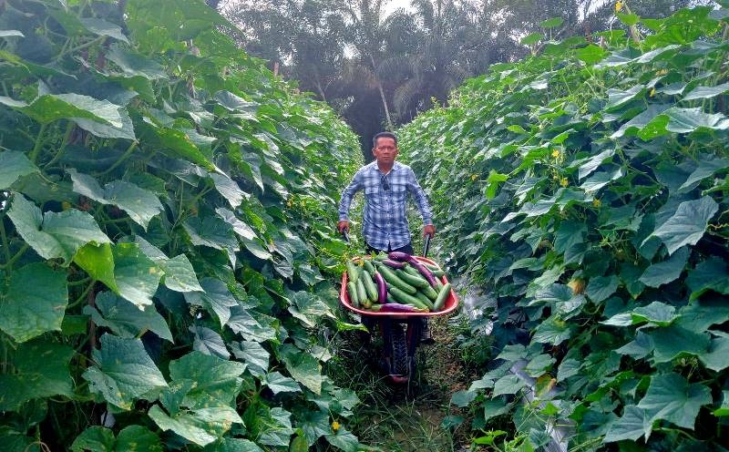 DPRD Apresiasi Keberhasilan Petani Hortikultura Trinsing