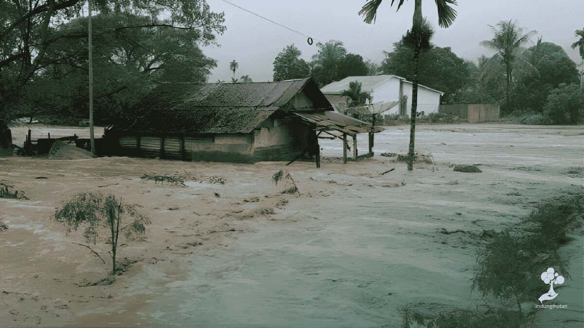 Deforestasi di Sumatra Memicu Kayu Hanyut Saat Banjir, LindungiHutan Serukan Reforestasi Hulu DAS